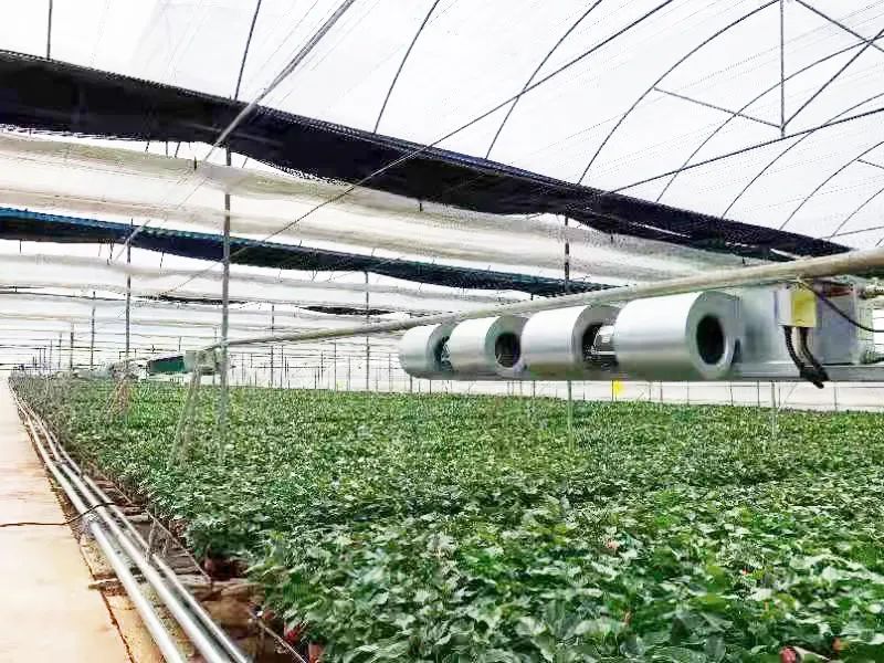 官宣|沃克在昆明首个花卉种植风盘项目运行良好 冷暖面积达100亩